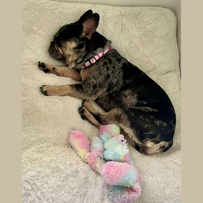 Photo of Oreo   3 Year Old French Bulldog