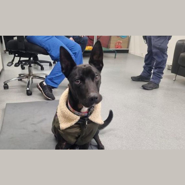 Photo of Anubis