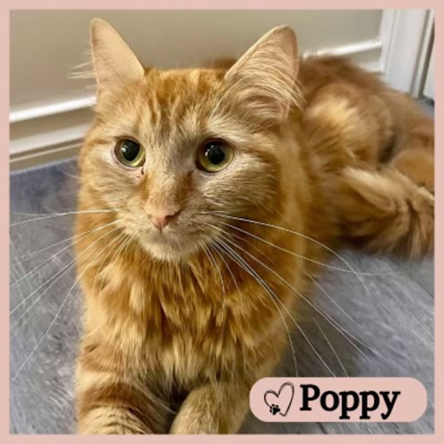 Photo of Poppy
