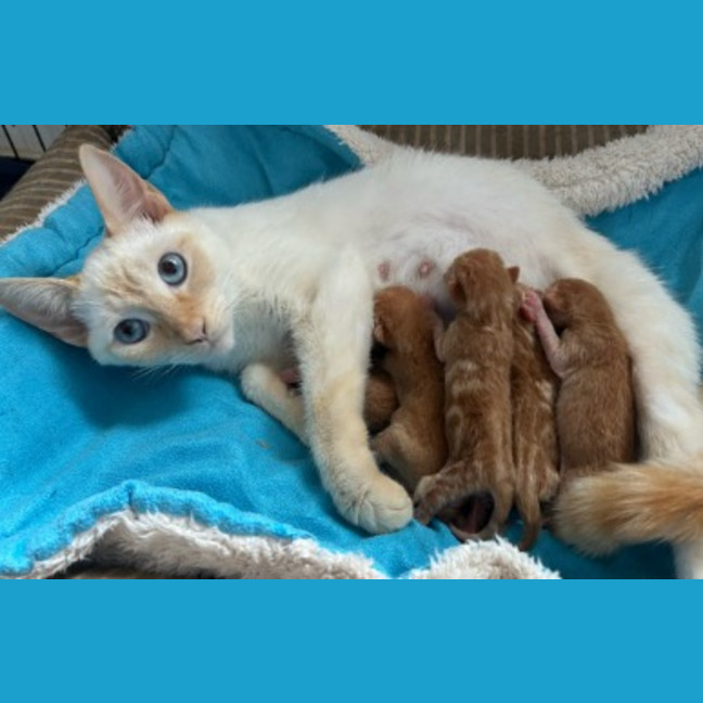 Photo of Harlow