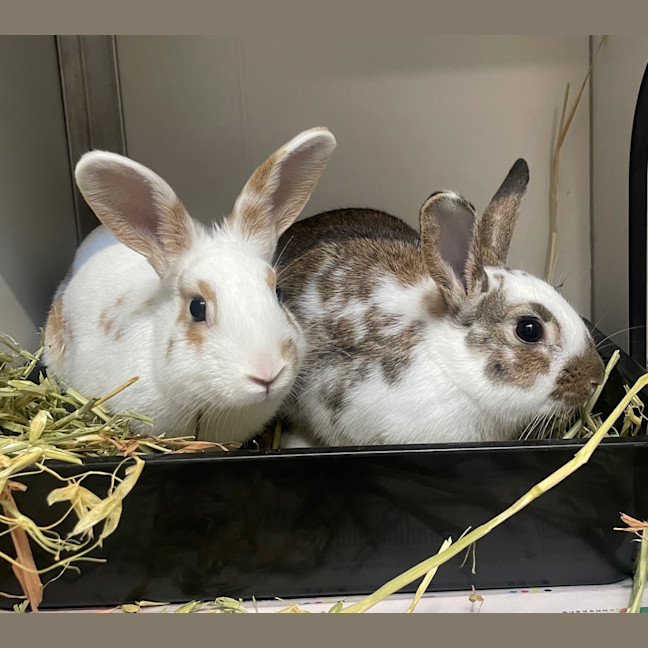 Photo of Bugs (Bonded To Peanut)