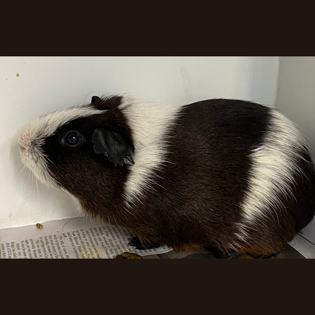 Photo of Dorito