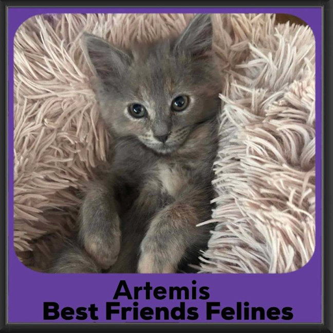 Photo of Artemis 