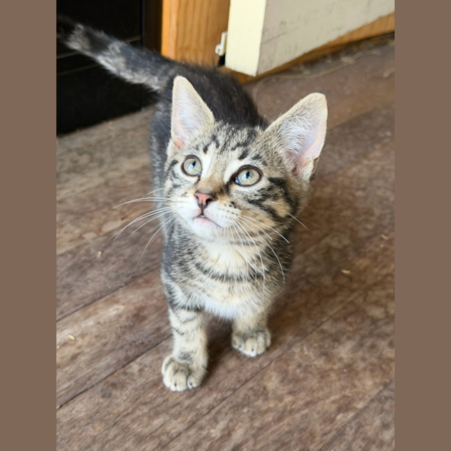 Photo of Fig 🐾