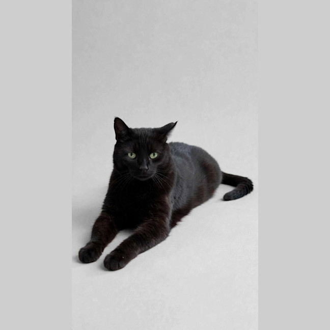 Photo of Gomez