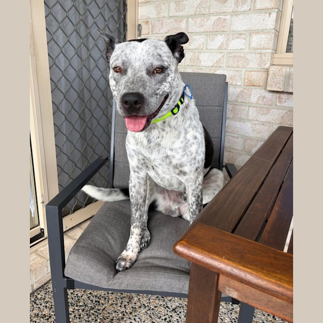 Photo of Darcie *$150 Adoption Fee*