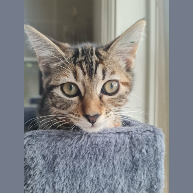 Photo of Peekaboo