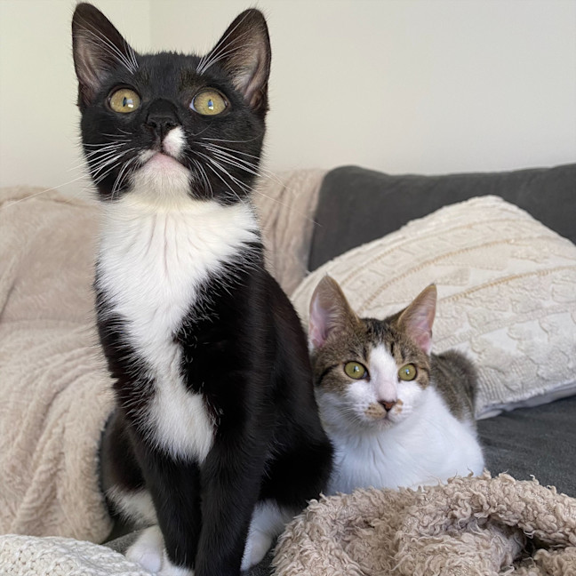Photo of Oreo