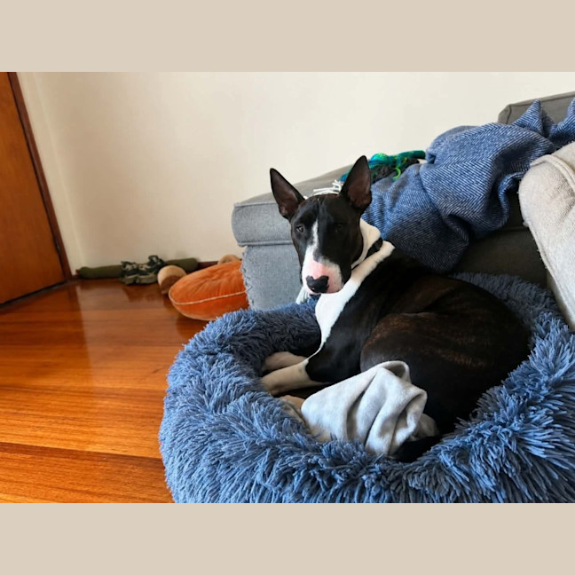 Photo of Spud 