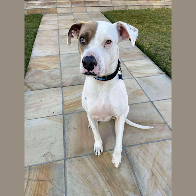 Photo of Dustin *$150 Adoption Fee*