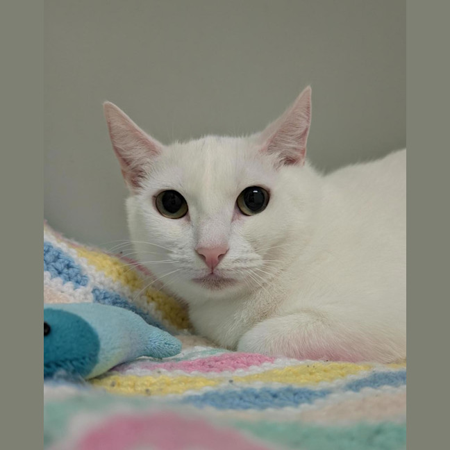Photo of Jester