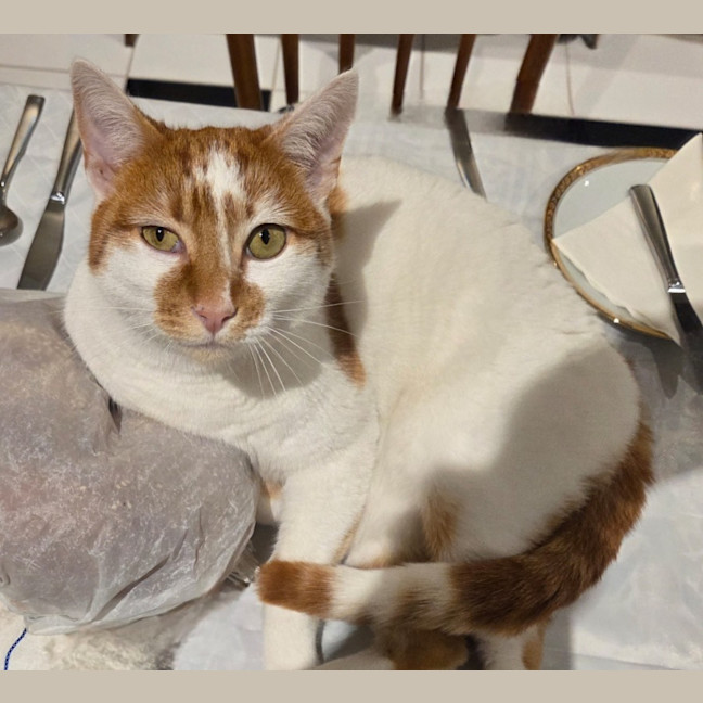 Photo of Ginger