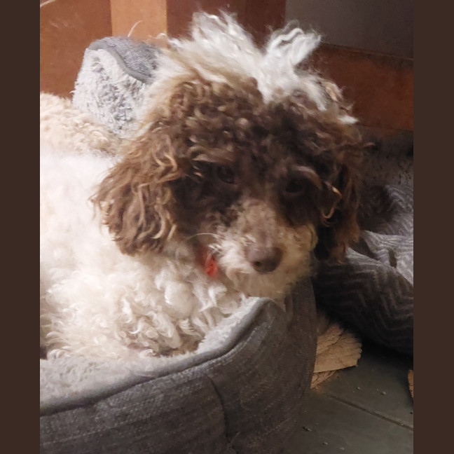 Photo of Alfi