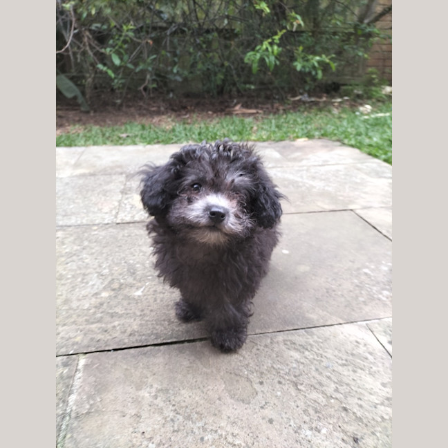 Photo of Michelangela