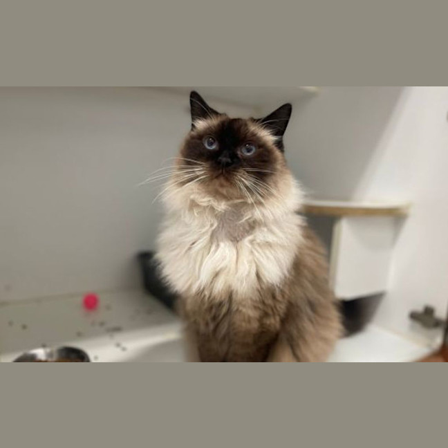 Photo of Kitten