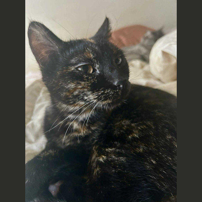 Photo of Pepper