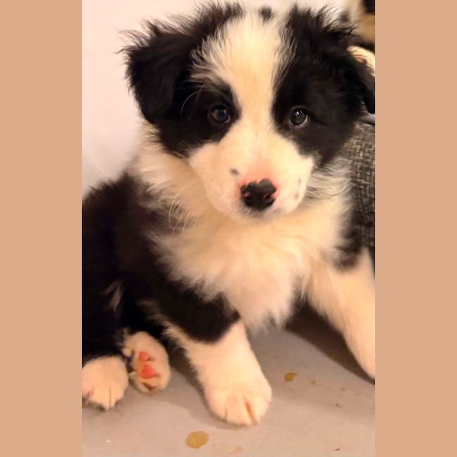 Photo of Kylo