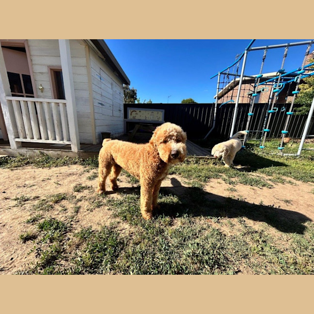 Photo of Patch And Stella Valenti