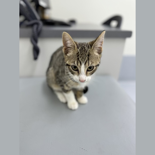 Photo of Alex   4 Month Old Domestic Short Hair