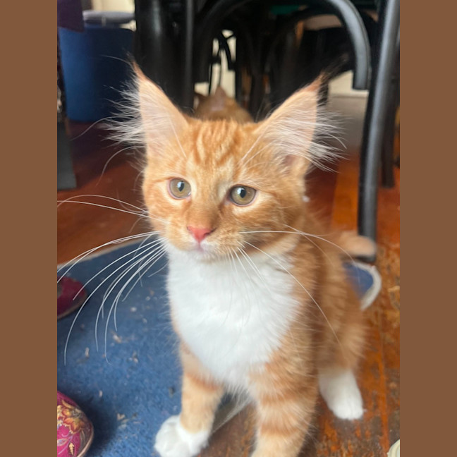 Photo of Dutchie