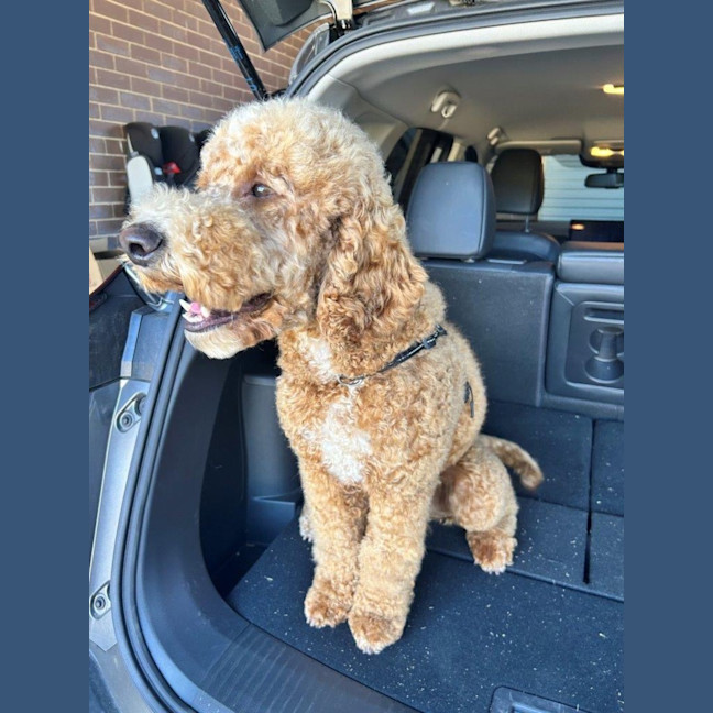 Photo of Patch And Stella Valenti