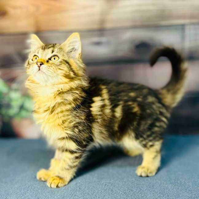 Photo of Sky   Located In Wallan