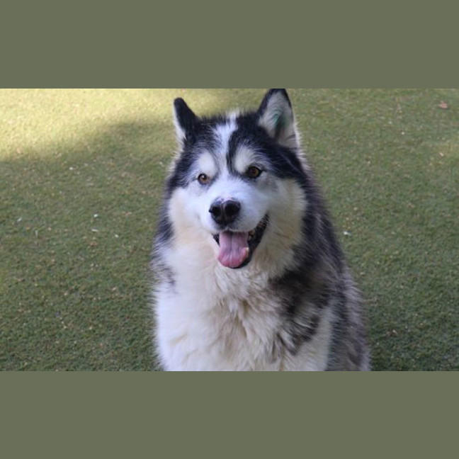 Photo of Angus