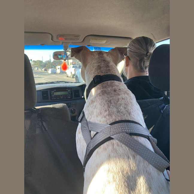 Photo of Sadie   2 Year Old Cattle Dog X