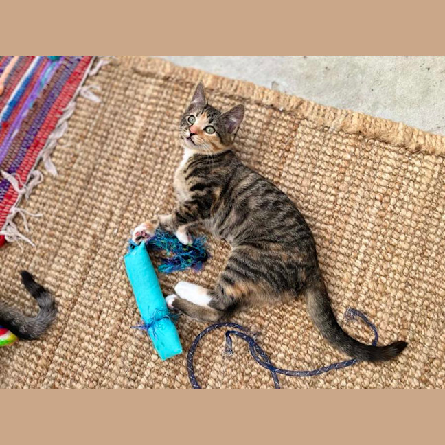 Photo of 🧡 Dory 🧡