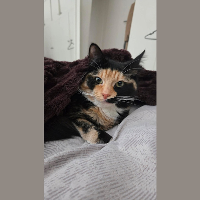 Photo of Cali