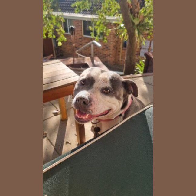 Photo of Baloo
