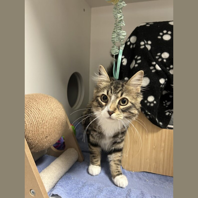 Photo of Willow