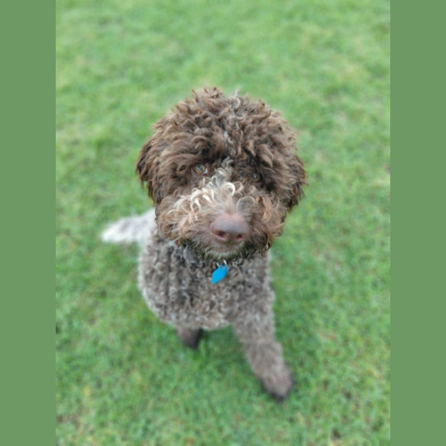 Photo of Truffle