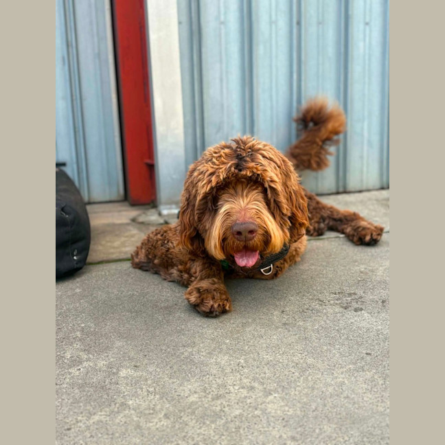 Photo of Milo