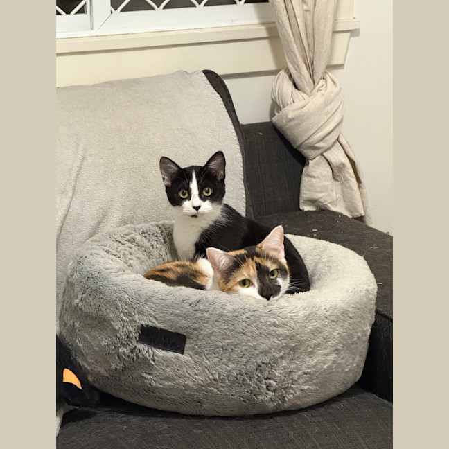Photo of Apollo
