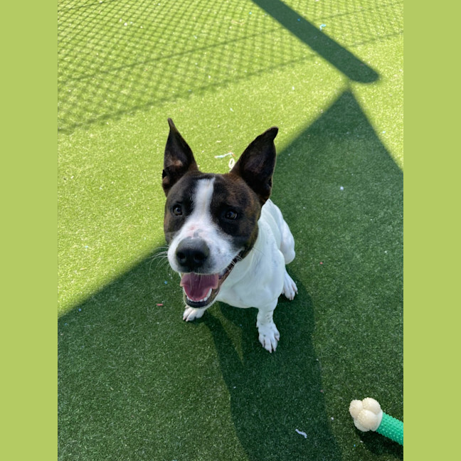 Photo of Bane Imp 1186