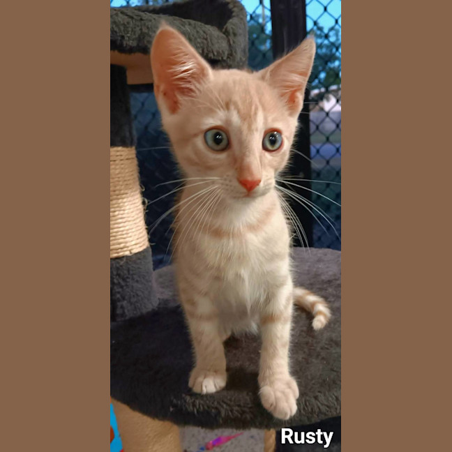 Photo of Rusty