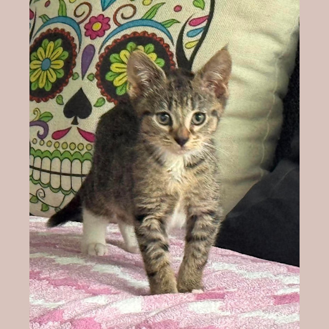 Photo of Zayu **2nd Chance Cat Rescue**