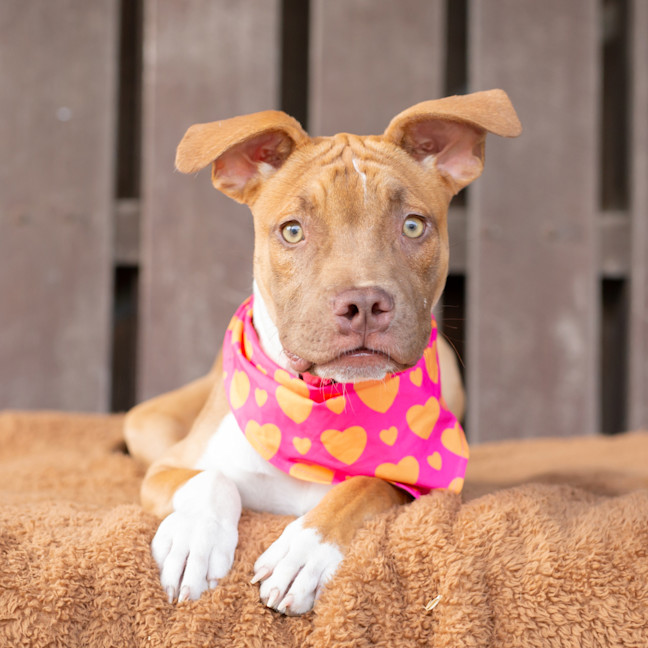 Photo of Buttercup (Previously Carrie)