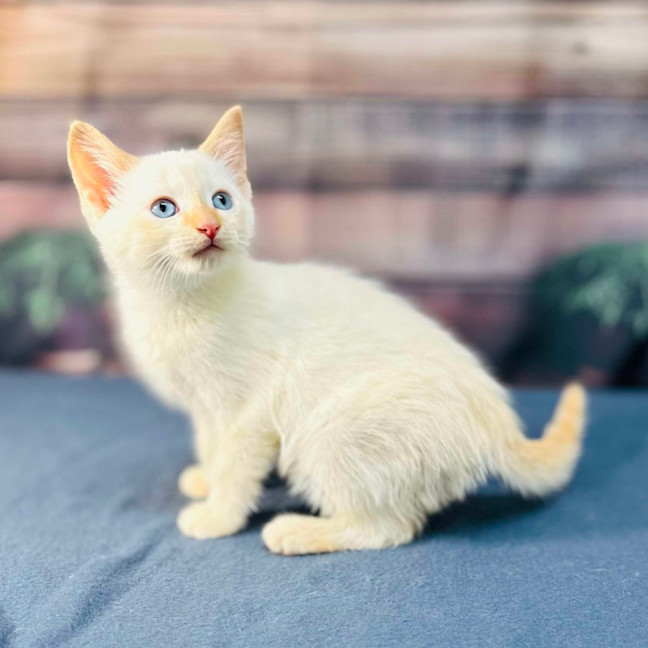 Photo of Snippa   Meet Me At Vets On Parker