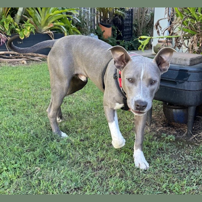 Photo of D1179 Sonny