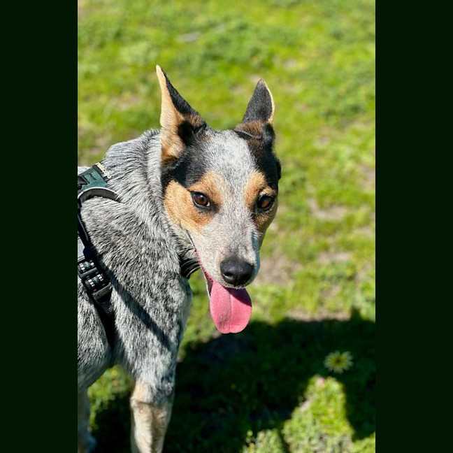 Photo of Tilly