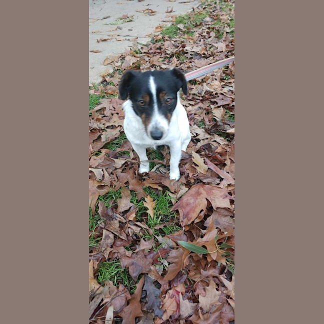 Photo of Banjo