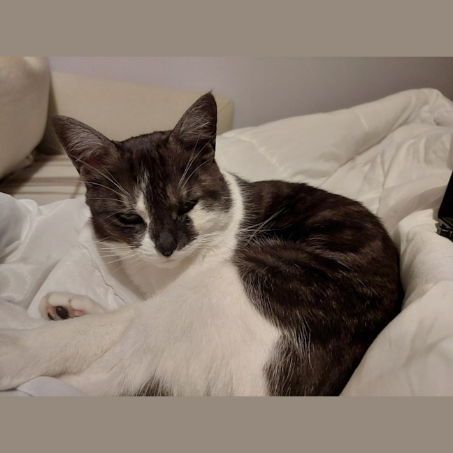 Photo of Lamington