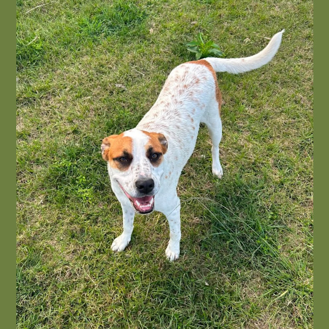 Photo of Peppa *$350 Adoption Fee* 