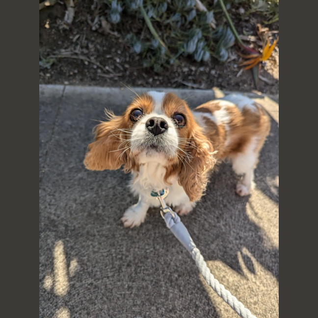 Photo of Millie