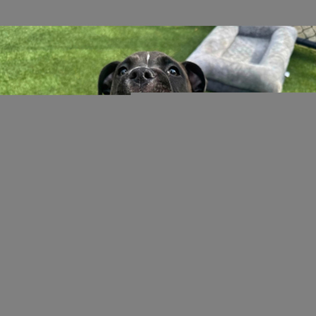 Photo of Poppy