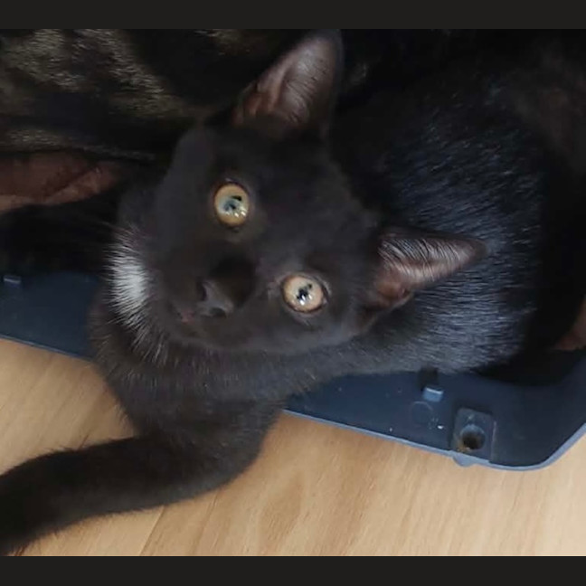 Photo of Oreo