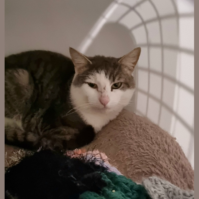 Photo of Clive