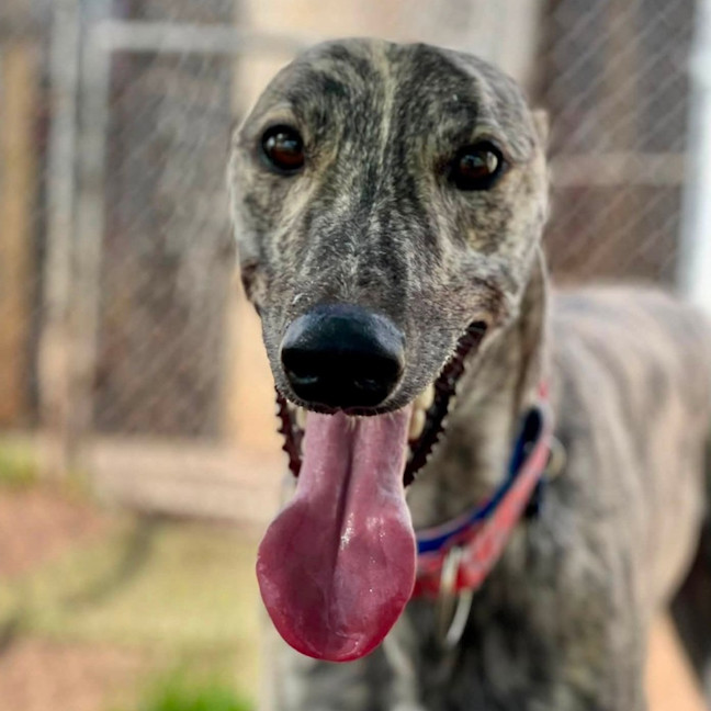 Photo of Merrill The Greyhound
